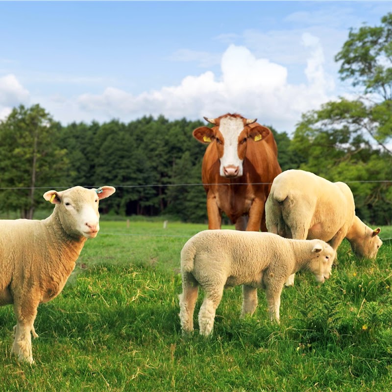 Friday market halal meats - photo 4