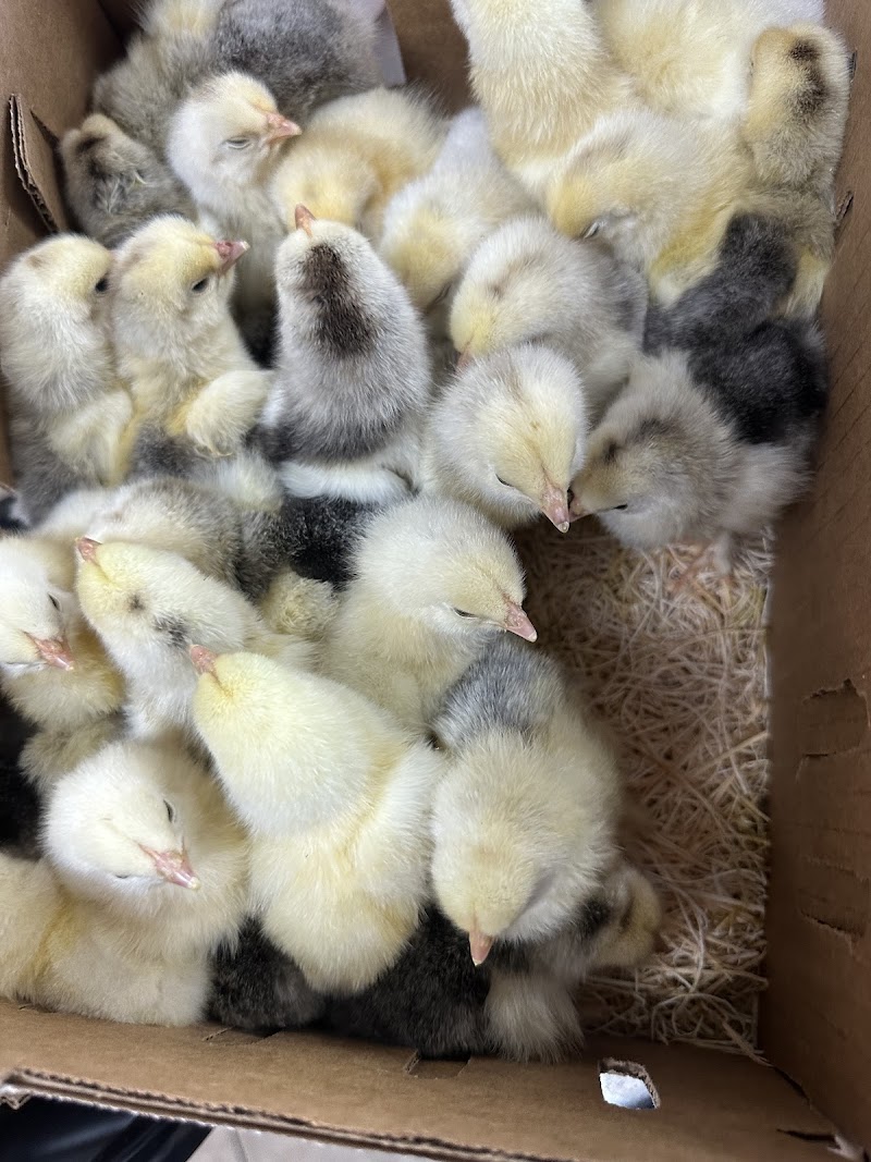 LA Fresh Poultry - photo 2