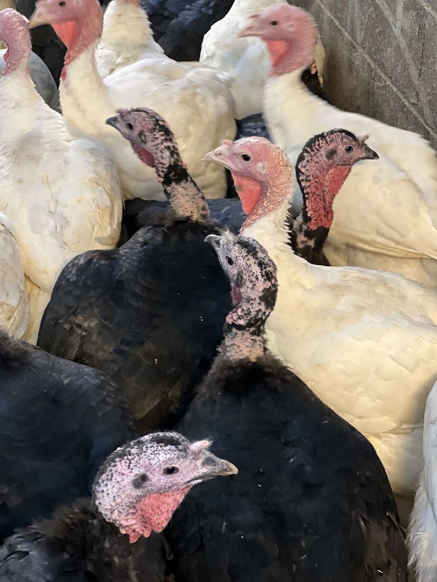 LA Fresh Poultry - photo 5