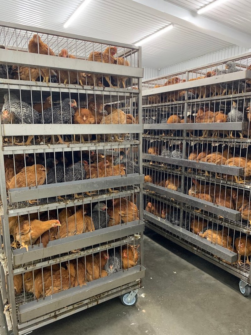 Brothers Halal Farm - photo 5