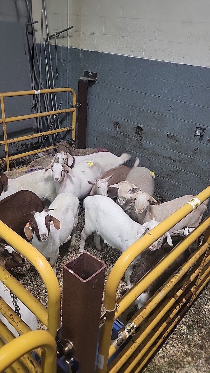 Al Ahmed Halal Processing