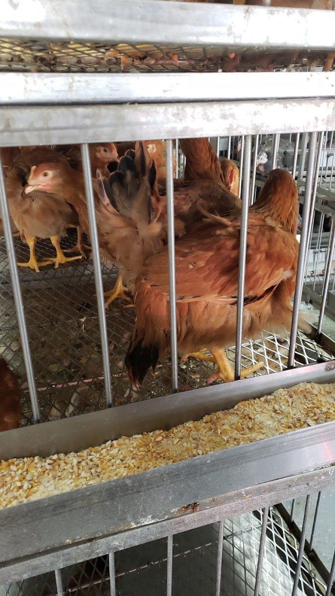 Sultan Halal Poultry - photo 2